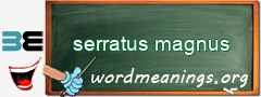 WordMeaning blackboard for serratus magnus